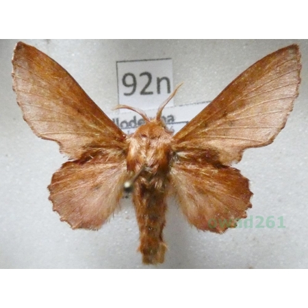 Phyllodesma tremulifolia (Hubner, 1810) male Barczatka osiczanka Poland92n